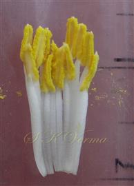  Stamens